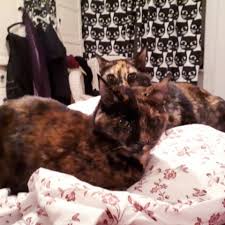 Sollte die nächtliche ruhestörung nicht aufhören, lassen sie die katze nachts nicht ins schlafzimmer und verwenden sie ohropax, damit sie nicht vom miauen oder kratzen an der tür geweckt werden. Schlafengehen Mit Katze 1 Und Katze 2 Keinzahnkatzen De