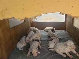 Dalmatian Puppies For Sale Pomona Ca Dalmatian Puppies For Sale Puppies For Sale Dalmatian Puppy