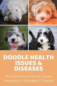 … transitional stage and development of senses and weaning: Labradoodle Size Charts For Mini Medium And Standard Labradoodles