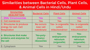 Similarities between plant and animal cells. Similarities Between Bacterial Cells Plant Cells And Animal Cells In Hindi Urdu Youtube