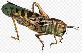 Some types of grasshoppers make noise or stridulate by rubbing pegs on their hind legs against parts of their forewings. Caelifera Insect Png Download 1920 1200 Free Transparent Caelifera Png Download Cleanpng Kisspng