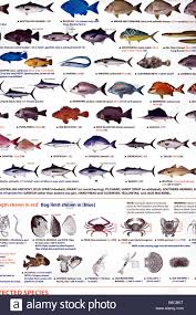 Fish Identification Stock Photos Fish Identification Stock