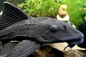 Arti mimpi menangkap ikan hias. Ikan Sapu Sapu Yang Suka Bersih Bersih Bobo