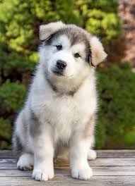 The alaskan malamute is a powerful and substantially built dog with a deep chest and strong we hope you enjoyed reading about the alaskan malamute dog breed. Alaskan Malamute Dog Breed Information Characteristics Daily Paws