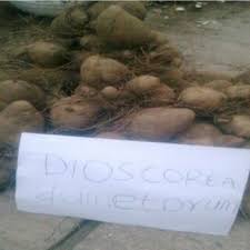 Image result for Dioscorea dumetorum