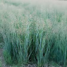 Image result for Panicum merkeri