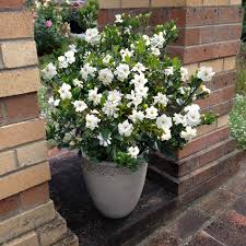 Image result for Gardenia subacaulis