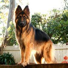 $500 (ybs) pic hide this posting restore restore this posting. 16 Cute German Shepherd Dogs Puppies