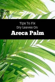 6 Tips To Fix Dry Leaves On Areca Palm Dry Leaf Areca Palm Areca Palm Indoor