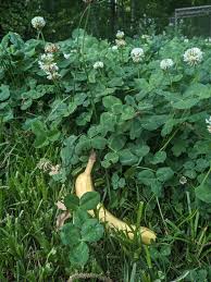 Image result for Trifolium semipilosum