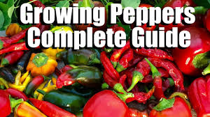 Varieties, how to plant it, container gardening, types of seeds, pests, diseases and more. How To Grow Peppers From Seed To Harvest Complete Guide With Digital Table Of Contents Youtube