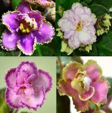 African violet flowers can have yellow alone or in combination with other colors. What Are The Different Color Patterns Of African Violet Flowers Baby Violets African Violets Violet Flower African Violets Plants