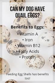 Raw Eggs Can Dogs Eat Them Should They Eat Raw Eggs Bark With It Eggs For Dogs Quail Eggs Benefits Quail Eggs