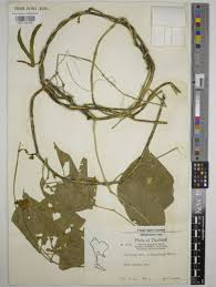 Image result for Wajira grahamiana