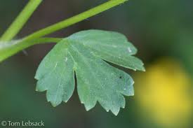 Image result for Ranunculus sceleratus
