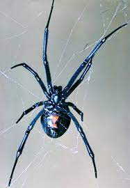 You can see the red hourglass when the spider is on its back. Untangling The Black Widow S Mythic Web Lawrence Livermore National Laboratory