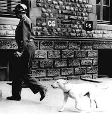 Bull Terrier Bull Terrier Pitbull Terrier English Bull Terriers