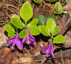 Image result for Polygala macrostigma