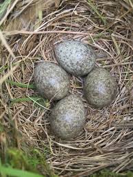 Exotic Bird Eggs For Sale Uk Skylark Nest Bird Eggs Pet Birds Beautiful Birds