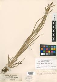 Image result for Carex conferta