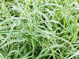 Image result for Carex