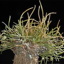 Image result for Isolepis setacea