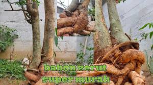 Maybe you would like to learn more about one of these? Berburu Dan Mengenal Tanaman Jalitri Di Alam Liar Mentaos Bintaos Youtube