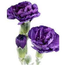 Purple Carnations From Floragene In Australia They Have A Lovely Range Of Them Mini Carnations Carnation Wedding Flowers Purple Wedding Flowers