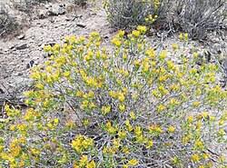 Image result for Pteronia acuminata