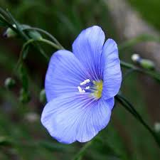 Image result for Linum usitatissimum