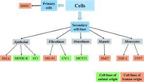 Transfection of animal cell lines. Nanoparticles As Transfection Agents A Comprehensive Study With Ten Different Cell Lines Rsc Advances Rsc Publishing