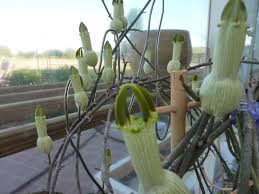 Image result for Ceropegia racemosa