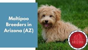 Check spelling or type a new query. 10 Maltipoo Breeders In Arizona Az Maltipoo Puppies For Sale Animalfate