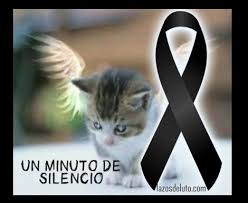 Lindos Monos De Luto Con Una Rosa Blanca Para Perfil Mascotas Videos De Animales Tiernos Mascotas Bonitas