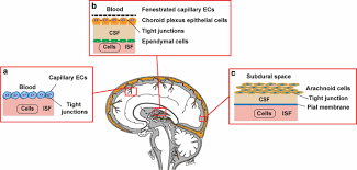 These vessels transport blood cells, nutrients, and oxygen to the tissues of the body. A Blood Brain Barrier Overview On Structure Function Impairment And Biomarkers Of Integrity Fluids And Barriers Of The Cns Full Text