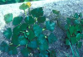 Image result for Trapa natans