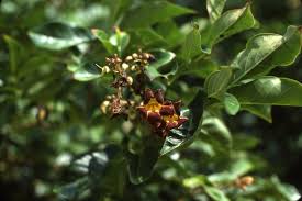 Image result for Markhamia zanzibarica