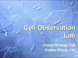 For the lesson 9 science experiment from the botany unit from the good an. Cell Observation Lab Cheek Animal Cell Elodea Plant Cell Ppt Download