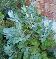 Image result for Eriosema angolense