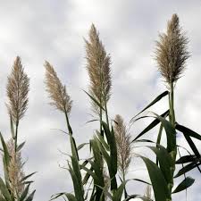 Image result for Phragmites australis