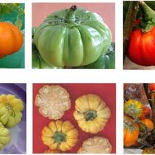 Image result for Solanum grossidentatum