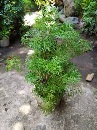 Image result for Polyscias fruticosa