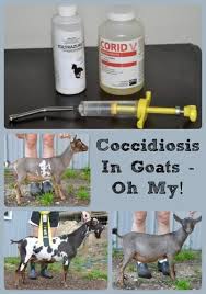 coccidiosis in goats