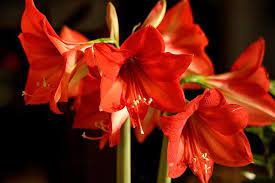 Amaryllis Flower How Long Do Amaryllis Flowers Last Seriously Flowers