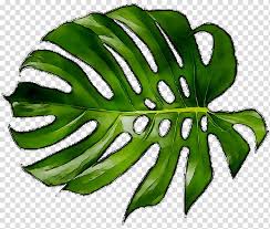 Green Leaf Plant Stem Greens Fruit Plants Monstera Deliciosa Transparent Background Png Clipart Hiclipart Green monstera deliciosa leaf illustration, swiss cheese plant leaf houseplant plant leaves, leafy flowers transparent background png clipart.