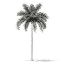 Foxtail Palm Tree 3d Model 7 8m Foxtail Palm Tree Foxtail Palm Palm Trees