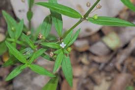 Image result for Oldenlandia