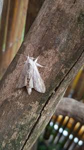 Image result for Cucullia umbratica