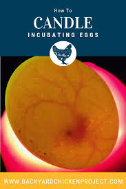 They should have a funneled end that will concentrate the light directly into the egg. The First Week Of Incubation Candling Eggs Day 7