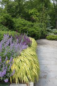 Japanese Grass Catmint Sage Plants Beautiful Gardens Deer Resistant Garden